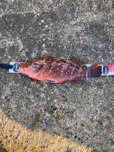 キジハタの釣果
