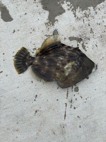 カワハギの釣果