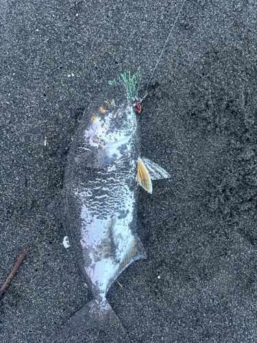 ショゴの釣果