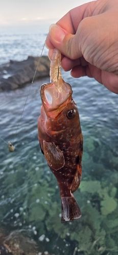 キジハタの釣果