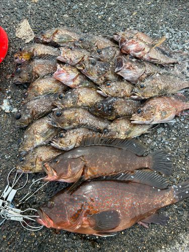 キジハタの釣果