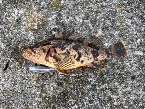 タケノコメバルの釣果