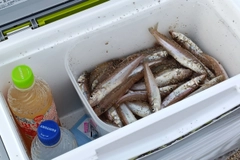 シロギスの釣果