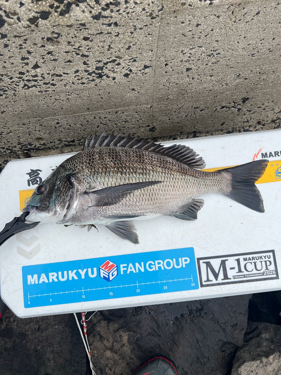 DAIWA 21銀狼 LBQDの最安値・インプレ・釣果 | 本音の口コミが集まる