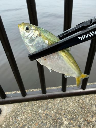 サッパの釣果