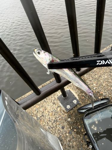 カタクチイワシの釣果