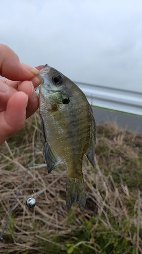ブルーギルの釣果