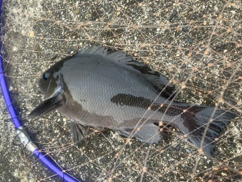 メジナの釣果