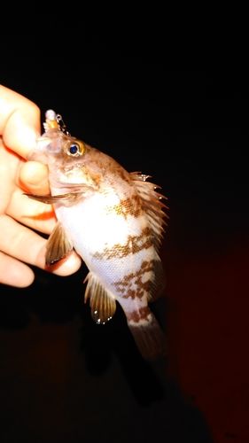 釣果