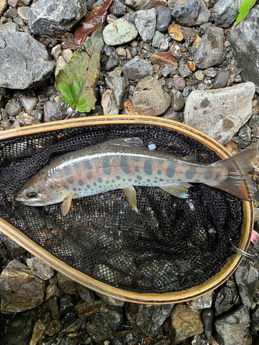 ヤマメの釣果