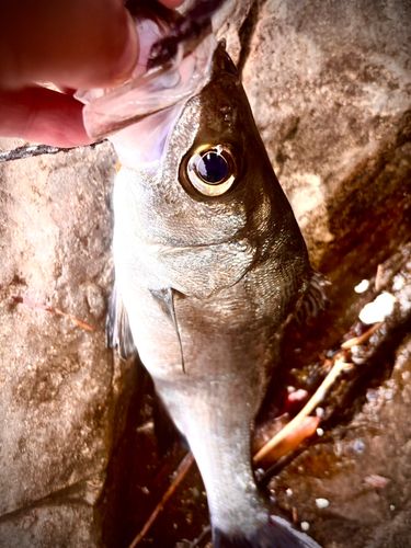 スズキの釣果