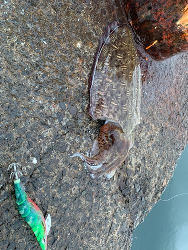 コウイカの釣果