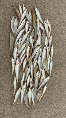 シロギスの釣果