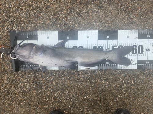 アメリカナマズの釣果
