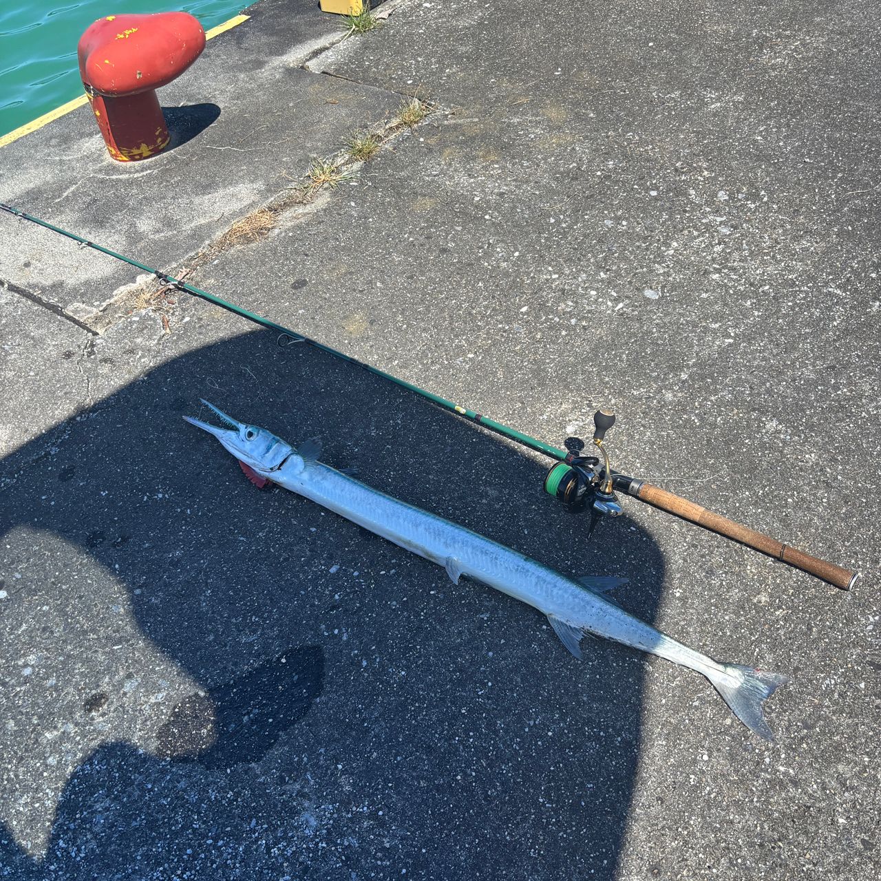 オキザヨリの釣果写真
