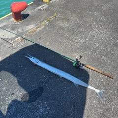 オキザヨリの釣果