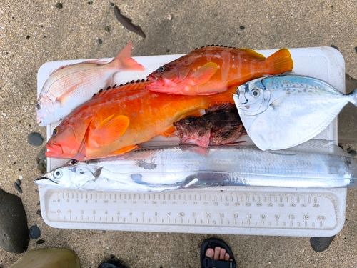 タチウオの釣果
