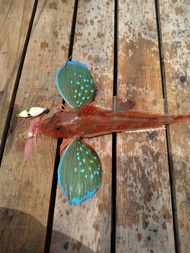 ホウボウの釣果