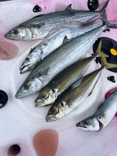 タチウオの釣果