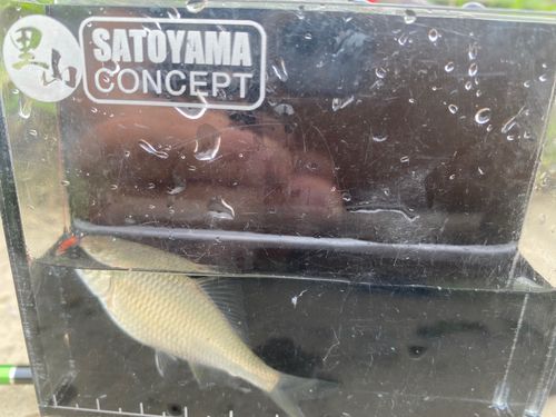 関西地方で釣れたタナゴ - アングラーズ | 釣果600万件の魚釣り情報サイト
