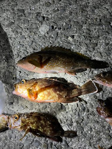 ガシラの釣果