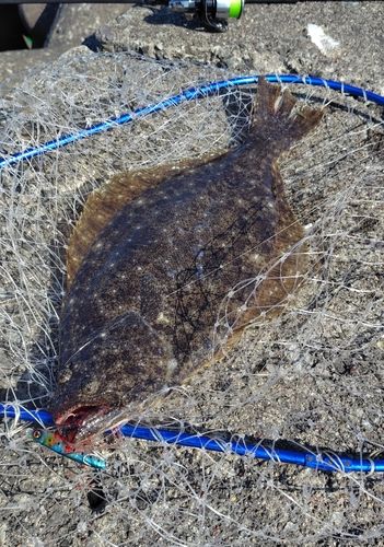 ヒラメの釣果