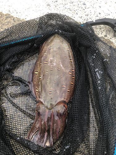 モンゴウイカの釣果