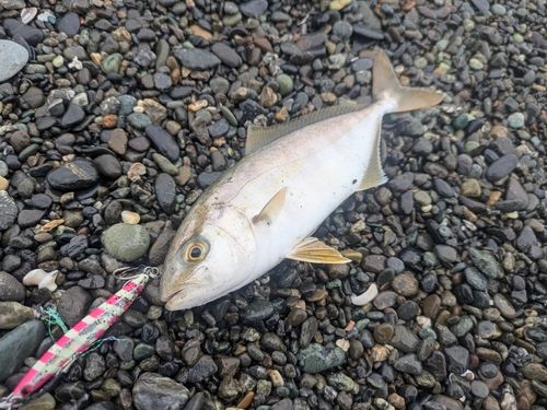 ショゴの釣果