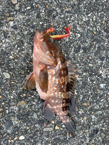 キジハタの釣果