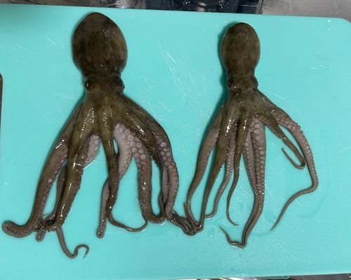 タコの釣果