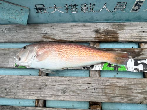 シロアマダイの釣果