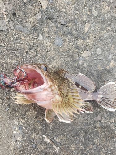 カサゴの釣果