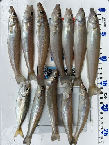 キスの釣果