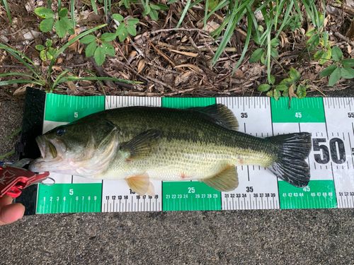 ブラックバスの釣果