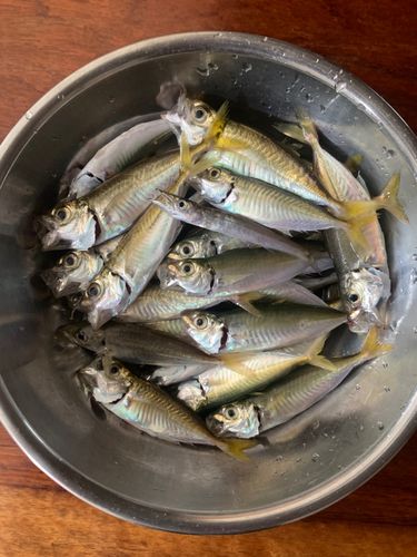 アジの釣果