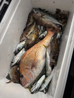 タイの釣果