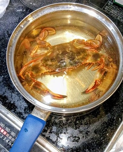 カニの釣果
