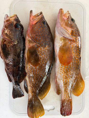 キジハタの釣果