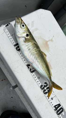 マアジの釣果