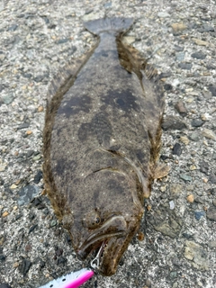 ヒラメの釣果