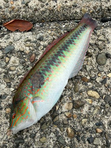 キュウセンの釣果