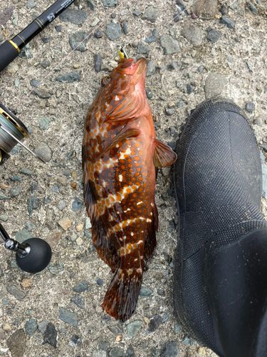 キジハタの釣果