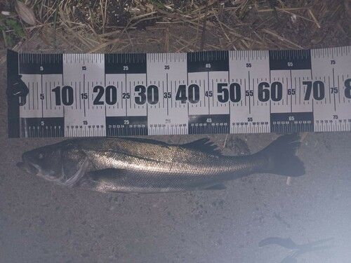 マルスズキの釣果