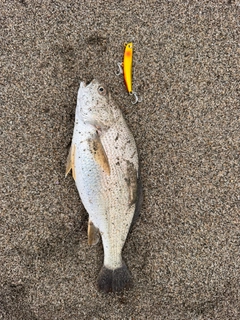 イシモチの釣果
