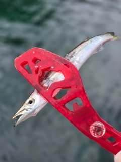 カマスの釣果