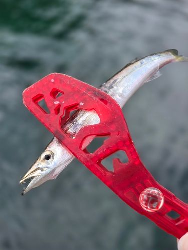 カマスの釣果