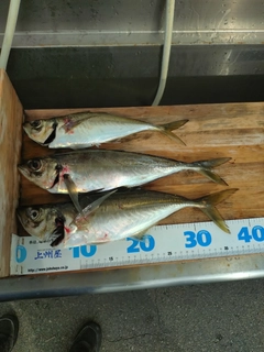 マアジの釣果