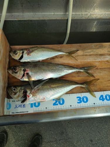 マアジの釣果