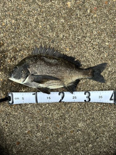 クロダイの釣果
