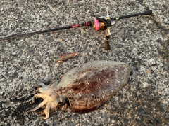 モンゴウイカの釣果